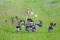 Ganzenfamilie