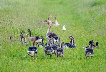 Gänsefamilie