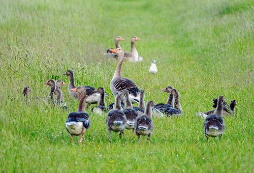 Gänsefamilie