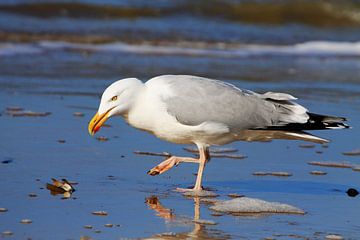 Seagull by Joost van Doorn