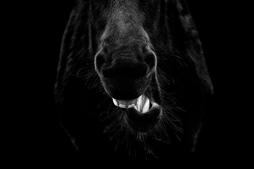 Paard Echo van Stilte Het Gapende Dier van Femke Ketelaar