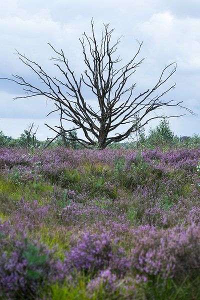 Boom in Heide par Elly Damen