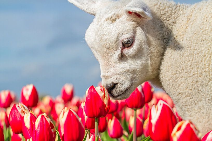 Lammetje en Tulpen op Texel / Lamb and Tulips on Texel van Justin Sinner Pictures ( Fotograaf op Texel)