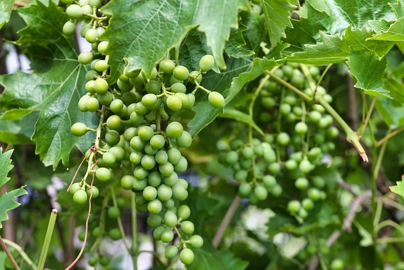 Raisins sur la grappe, gros plan par Jolanda de Jong-Jansen