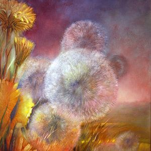 Dandelions in the evening light