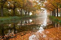 Nebliger Herbstmorgen am Apeldoornkanal von Cor de Hamer Miniaturansicht