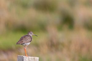 Rotschenkel (Tringa totanus)