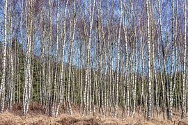 Forêt de bouleaux en hiver. sur Els Oomis