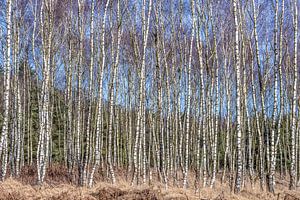 Forêt de bouleaux en hiver. sur Els Oomis