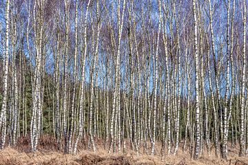 Berkenbomenbos in de winter.