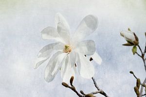 Magnolienblüte von Heike Hultsch