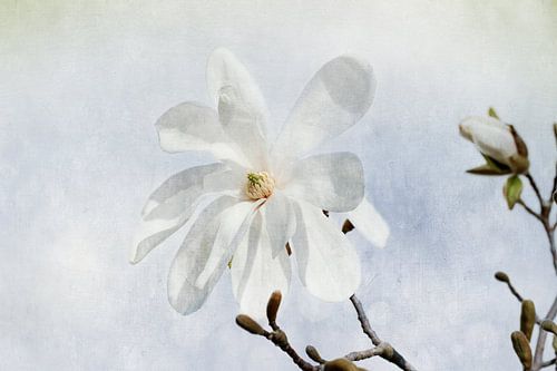 Magnolienblüte