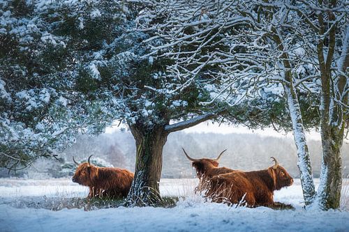 Genieten van het uitzicht. van Marco Lok