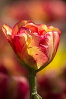 Kleurige Keukenhof