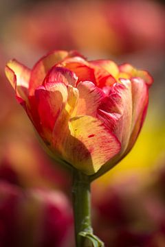 Kleurige Keukenhof  van corrie Soeteman