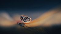Abendliches Glühen: Kleinlibelle auf einem Blatt, im sanften Zwielicht der Abenddämmerung balanciert eine Kleinlibelle auf einem Blatt, umhüllt von einem tiefdunkelblauen Hintergrund. Kupfertöne glitzern im letzten Licht, ein magischer Moment des Friedens und der Schönheit der Natur.