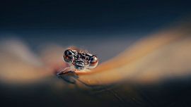 Lueur du soir : Demoiselle sur une feuille, dans le doux crépuscule de l'aube du soir, une demoiselle se tient en équilibre sur une feuille, enveloppée par un fond bleu foncé profond. Les tons cuivrés scintillent dans la dernière lumière, un moment magique de paix et de beauté dans la nature.
