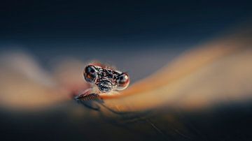 Avondgloren: Waterjuffer op een blad, in de zachte schemering van de avondrust balanceert een waterjuffer op een blad, omhuld door een diepe donkerblauwe achtergrond. Koperen tonen glinsteren in het laatste licht, een magisch moment van rust en schoonheid in de natuur. van Erwin Floor