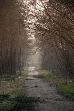 Forest Path – Utrechtse Heuvelrug by Pix-Art By Naomi.k
