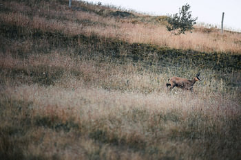 Chamois a Hohneck