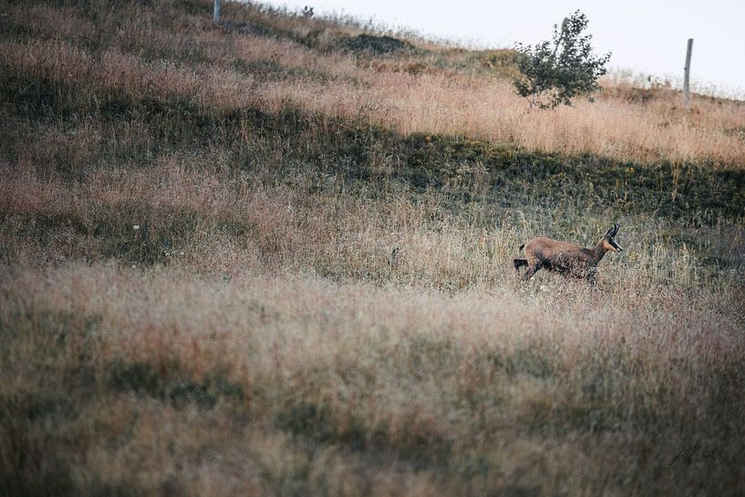 Chamois deer by Ken Costers
