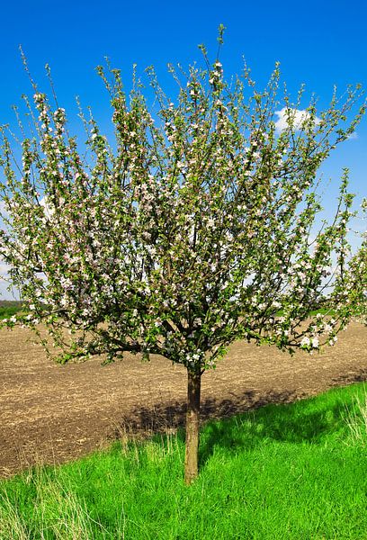 Apple tree by Bo Valentino