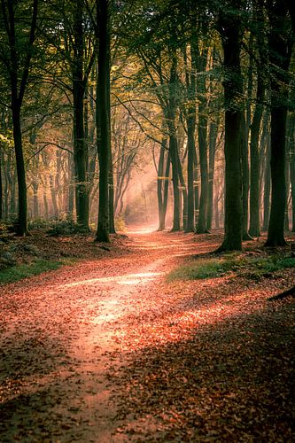 Veluwe (die Niederlande)