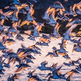 strandlopers in het avondlicht sur Robin Hardeman