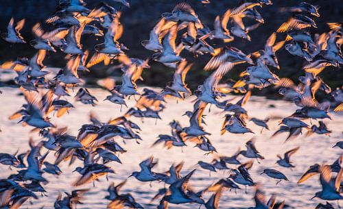 strandlopers in het avondlicht
