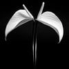 Black White Anthurium van Alice Sies