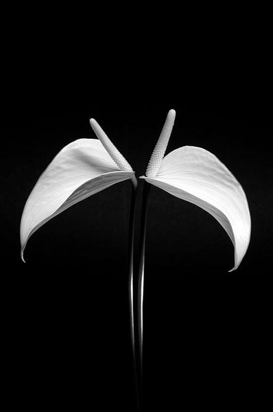 Anthurium noir et blanc par Alice Sies