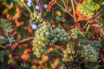 Druiven in de wijngaard van Stan van den Beld