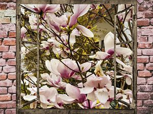 Fensterblick - Magnolie