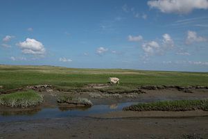 Ameland/Kooikersdunen sur Rinnie Wijnstra