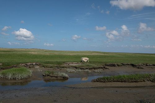 Ameland/Kooikersdunen