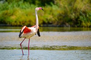 Flamingo in der Camarque in Südfrankreich