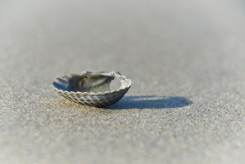 Shell on the beach by Ad Jekel