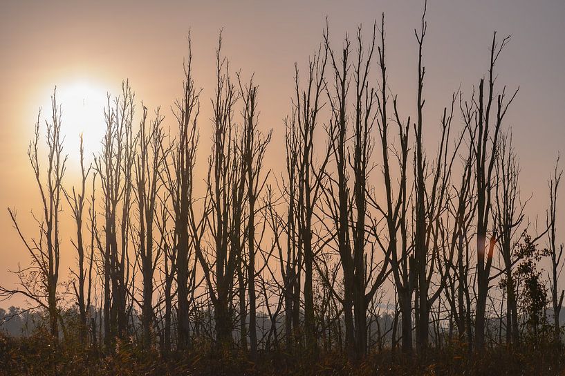 bare trees under the sun by Tania Perneel