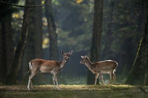 Damhirsche, Damwild ( Dama dama ), Kahlwild, Alt- und Jungtier auf einer Lichtung im Herbstwald, Eur
