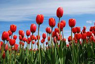 Tulipes rouges par Leuntje 's shop Aperçu