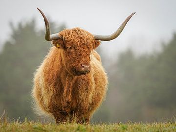 Schotse hooglander in natuurgebied van Dirk van Egmond