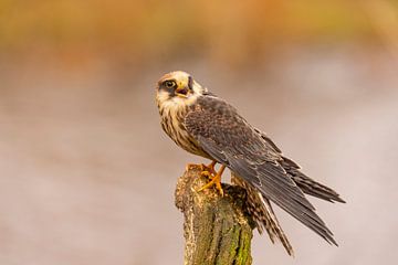 Rotfußfalke (Falco vespertinus) von Gert Hilbink