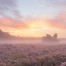 Beruhigender Sonnenaufgang über blühendem Heideland von Karla Leeftink