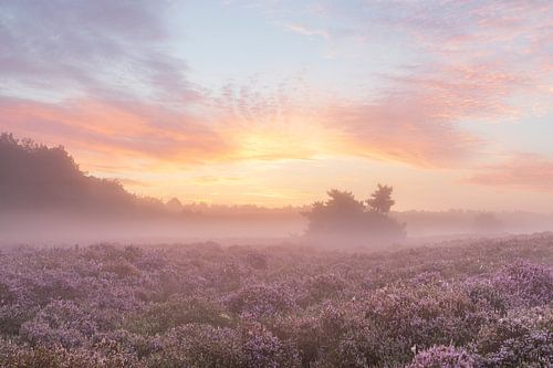 Beruhigender Sonnenaufgang über blühendem Heideland von Karla Leeftink