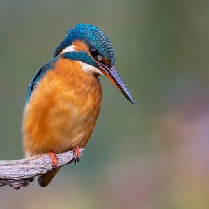 Eisvogel - Ihr erster Herbst