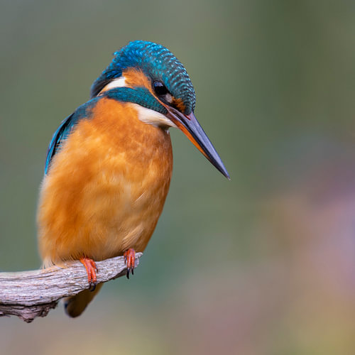 IJsvogel - Haar eerste herfst
