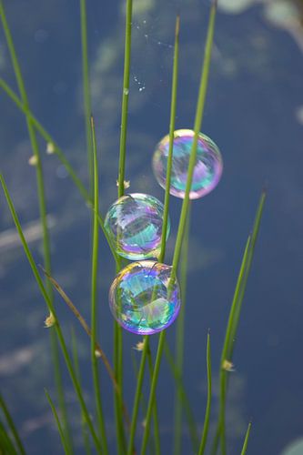 Detail Bubbles Soap Bubbles