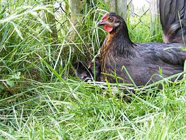 kip by Mirjam van Ginkel