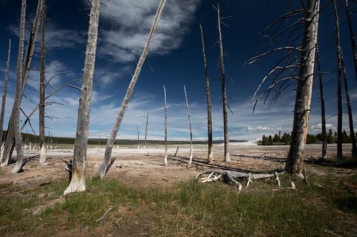 Bomen bij een zwavelbron in Yellowstone