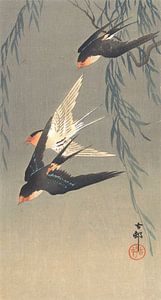 Drei Rotbürzelschwalben im Tauchflug von Ohara Koson